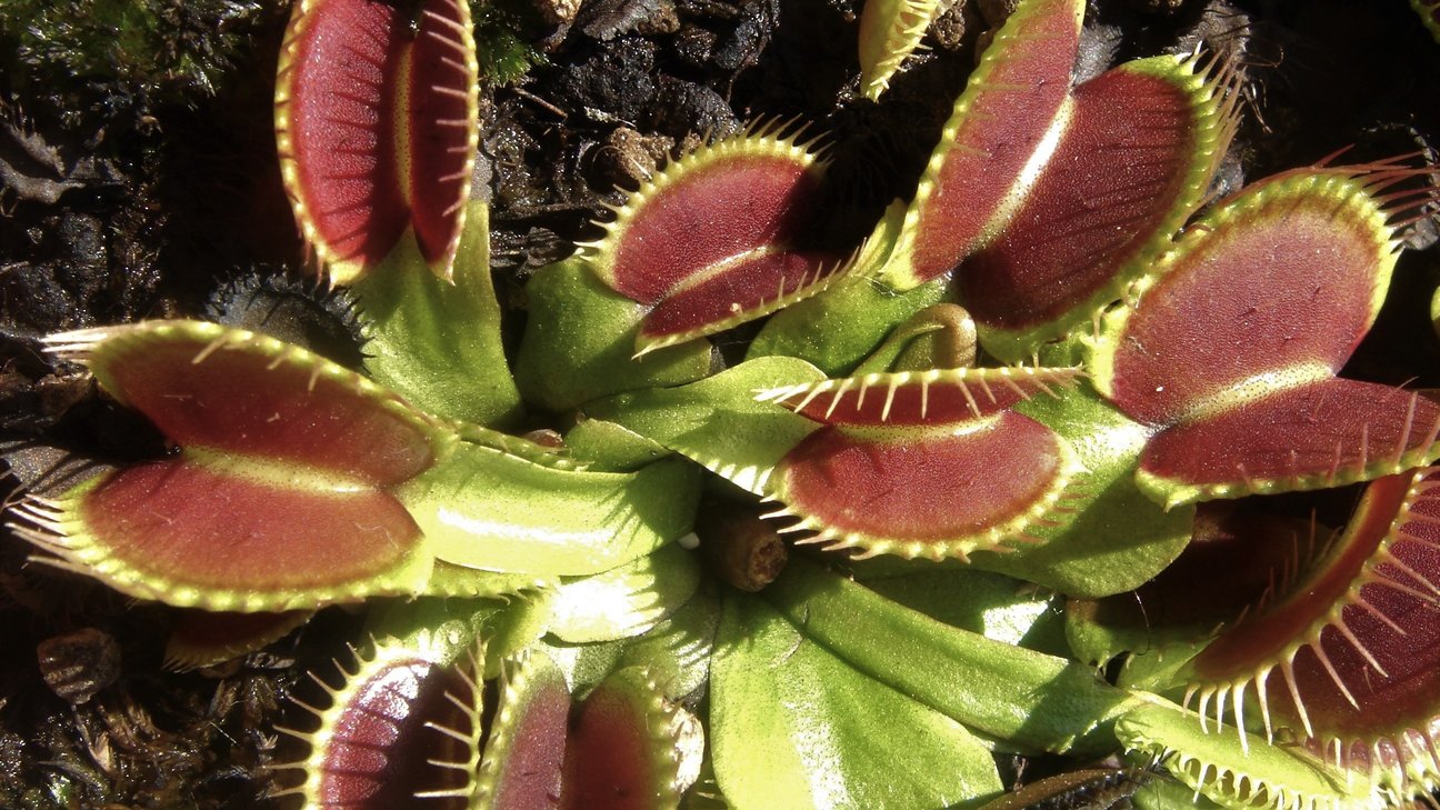 Dionaea muscipula