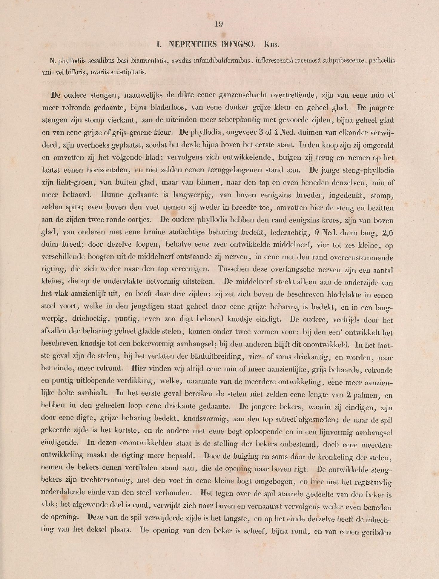 Nepenthes bongso description