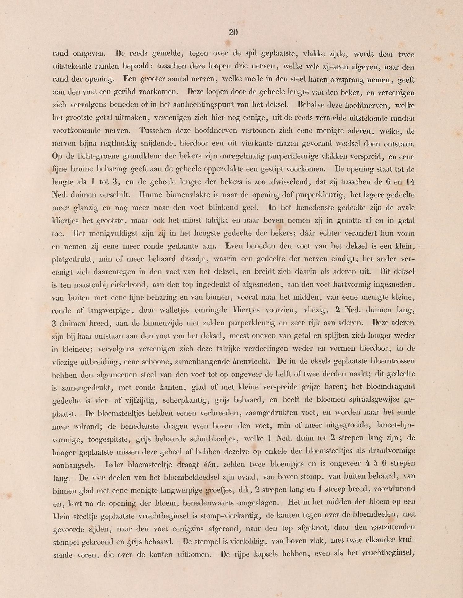 Nepenthes bongso description