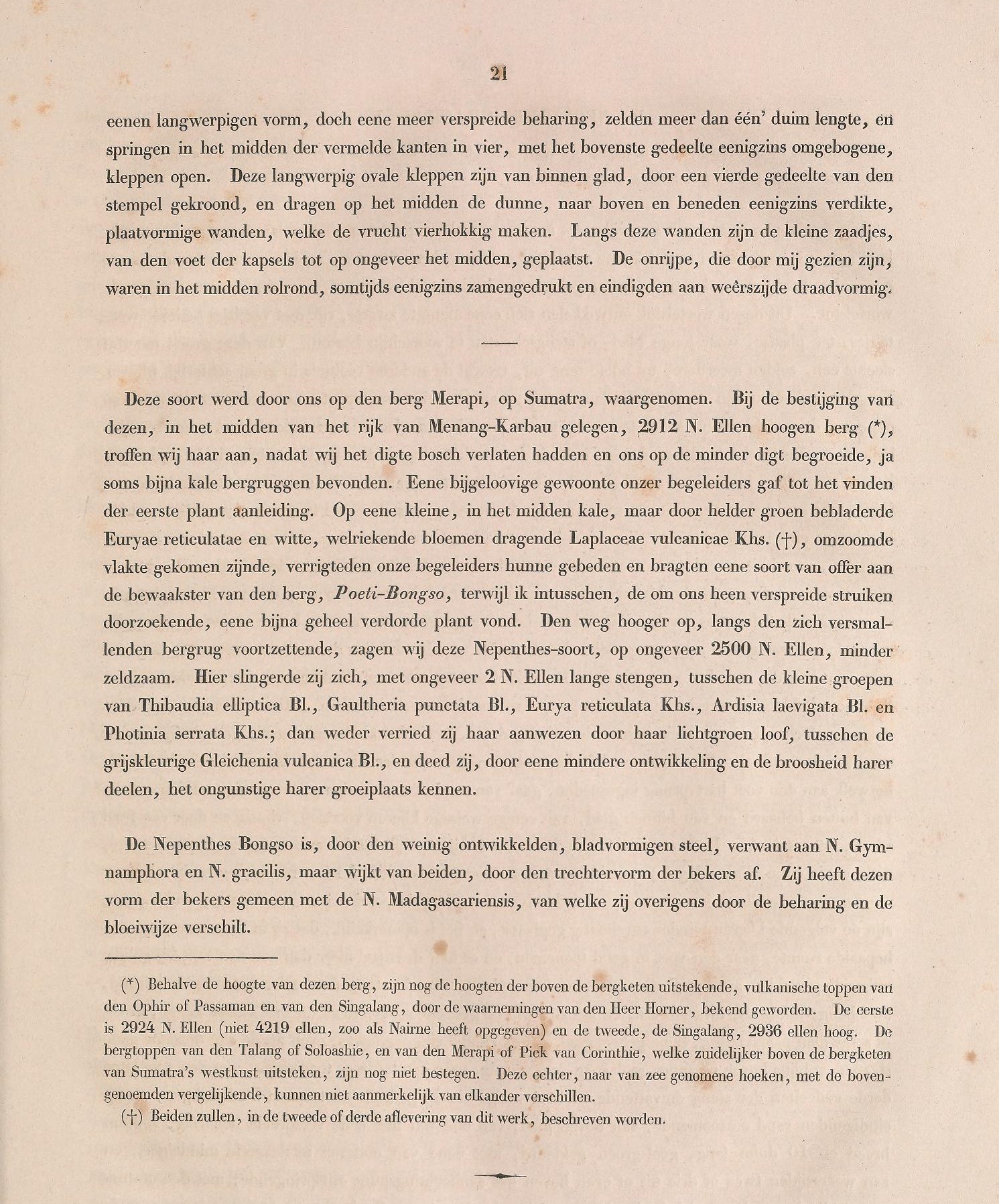 Nepenthes bongso description