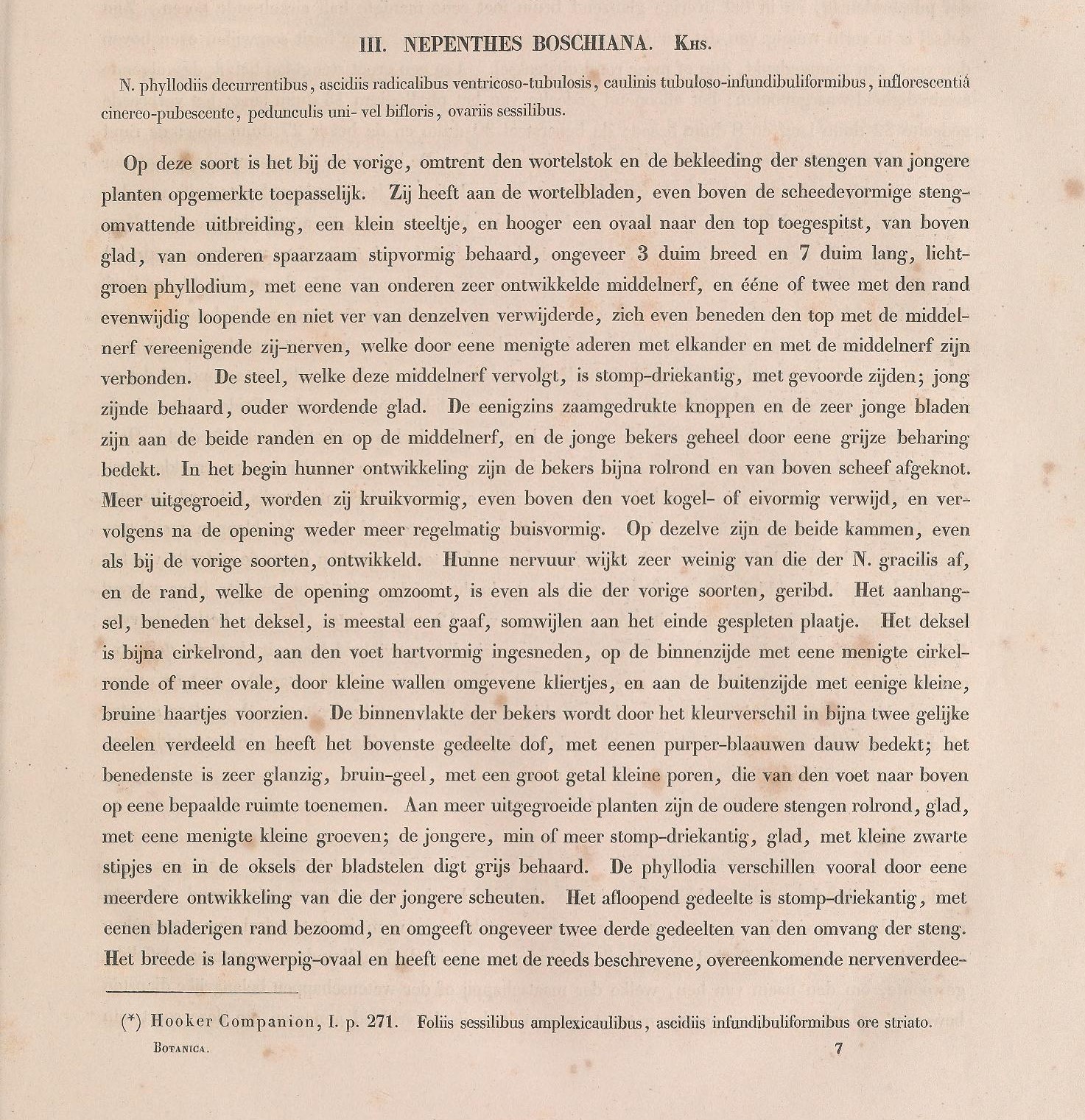 Nepenthes boschiana description