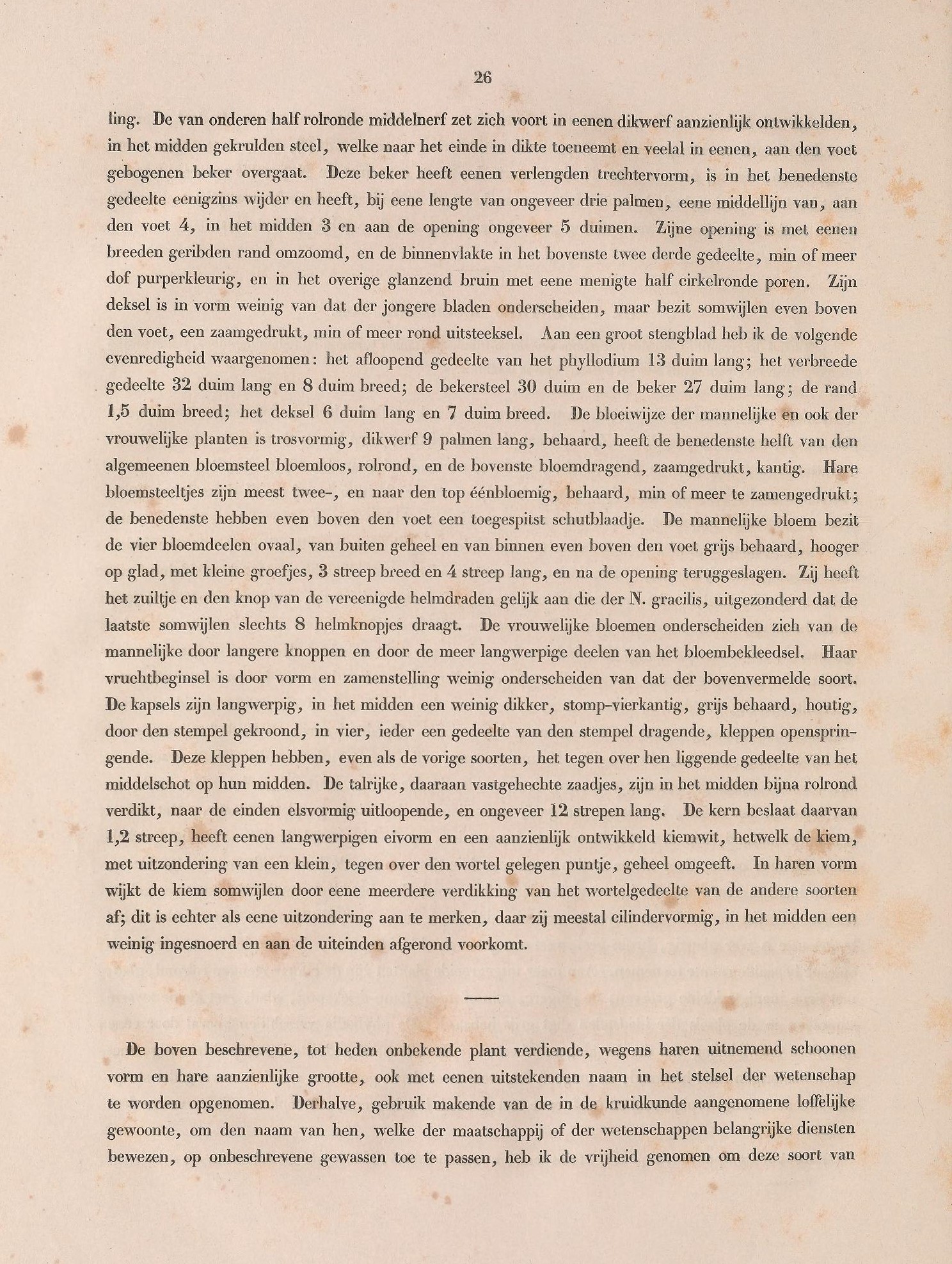 Nepenthes boschiana description