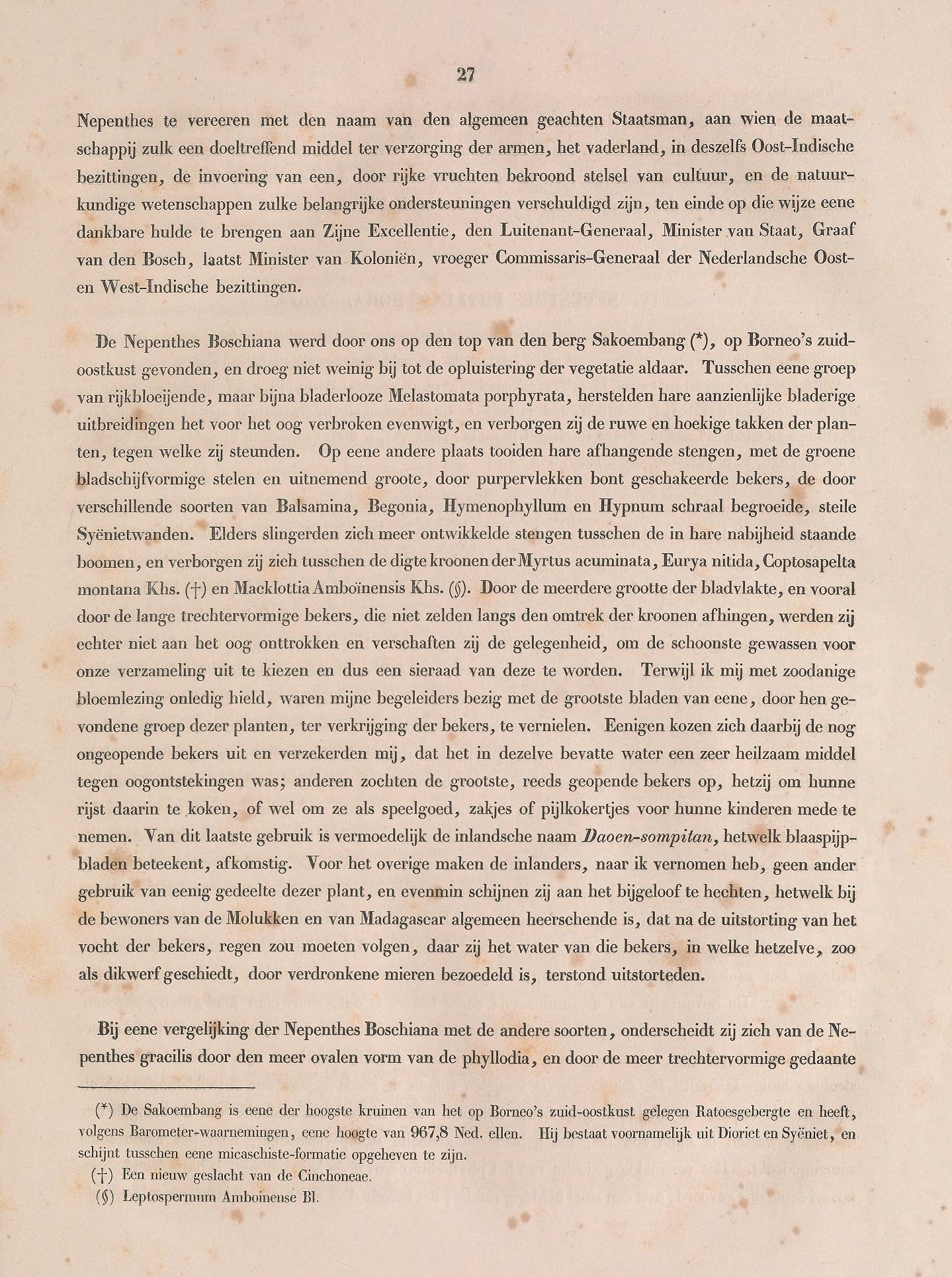 Nepenthes boschiana description