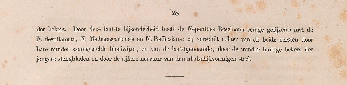 Nepenthes boschiana description