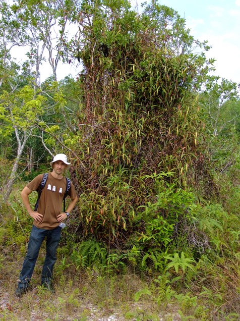 Marcello Catalano in Phang Nga with Nepenthes