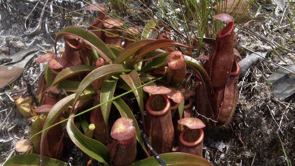Nepenthes andamana