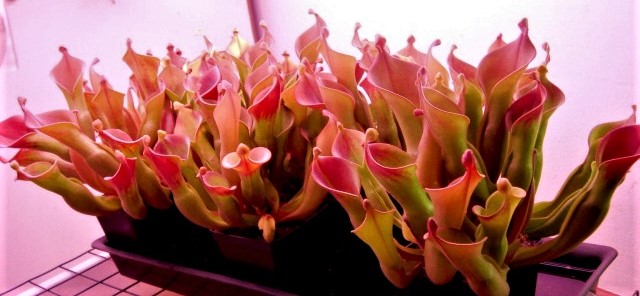 Heliamphora nutans