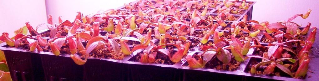 Nepenthes smilesii