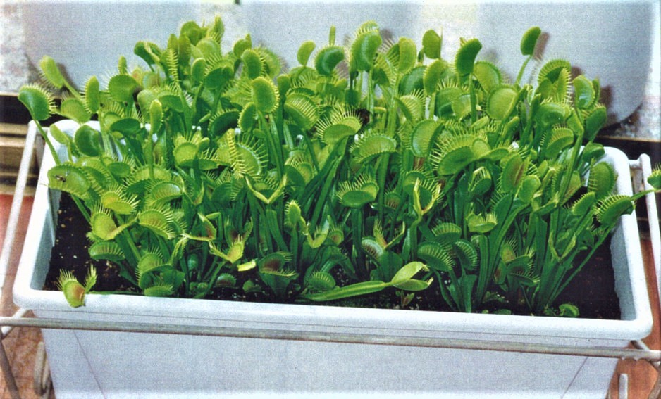 Dionaea muscipula