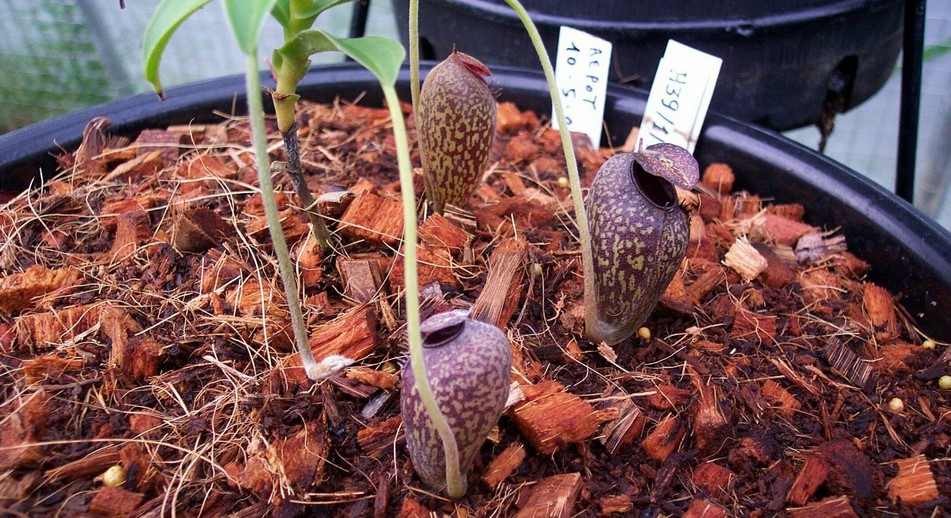 Nepenthes aristolochioides