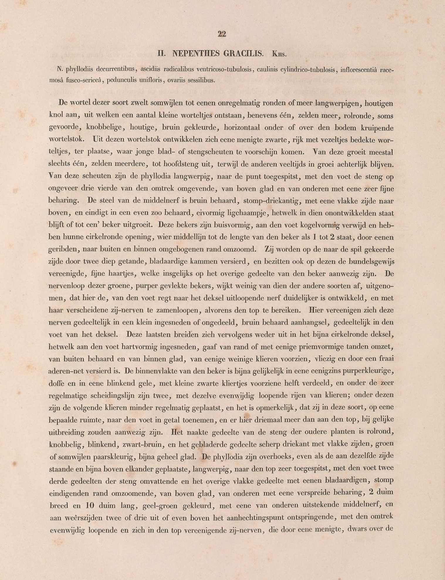 Nepenthes gracilis description
