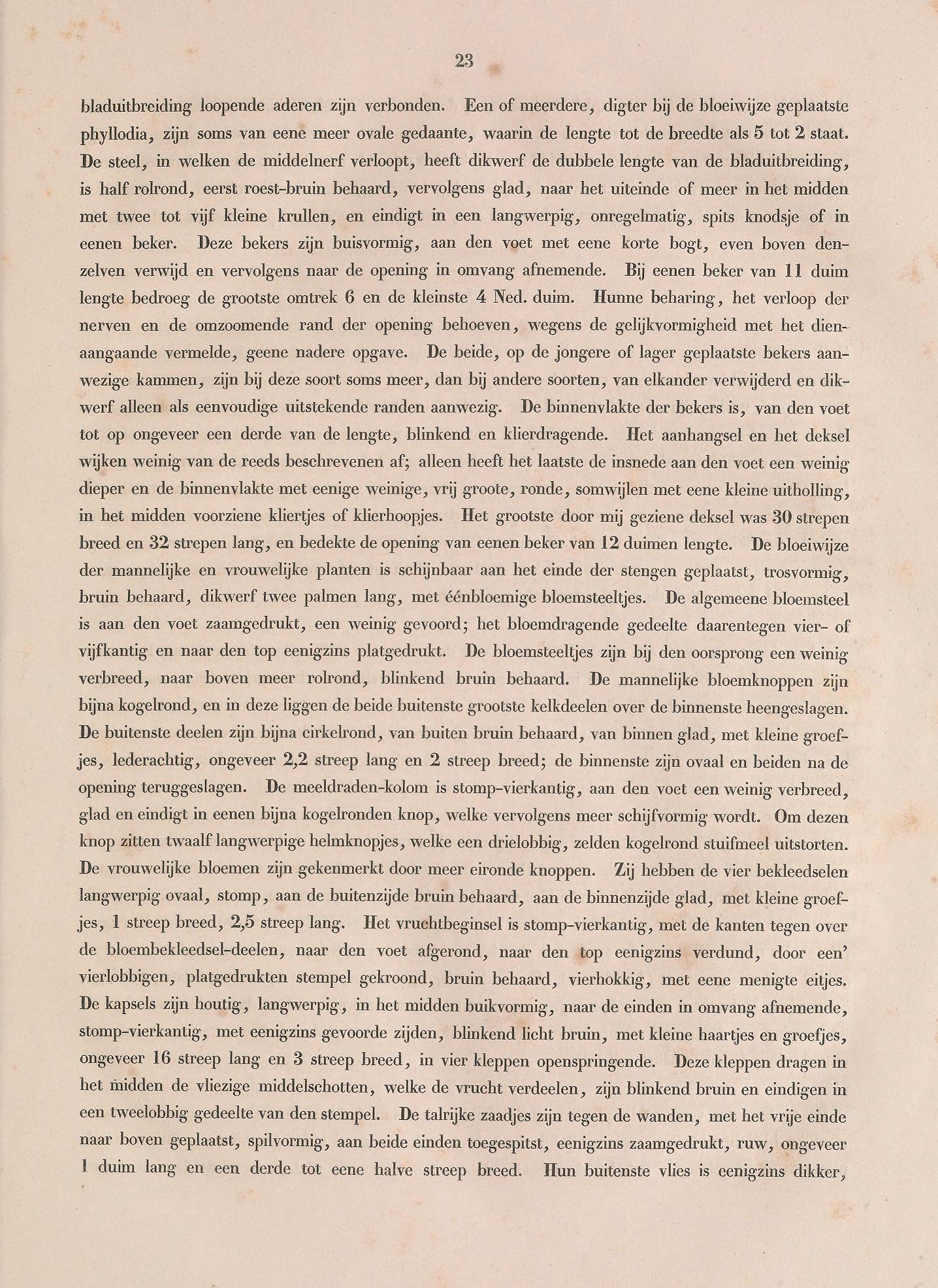 Nepenthes gracilis description