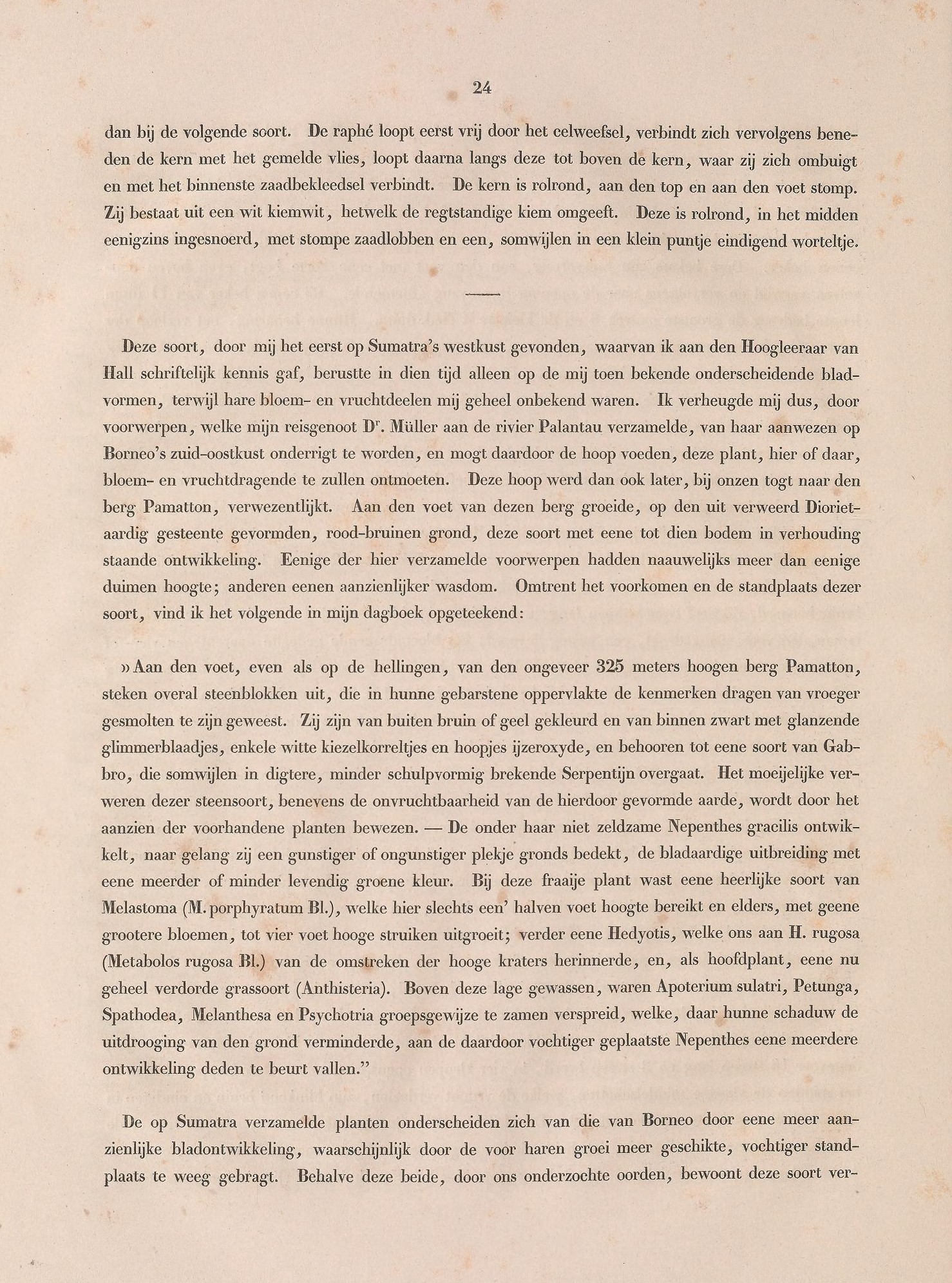 Nepenthes gracilis description