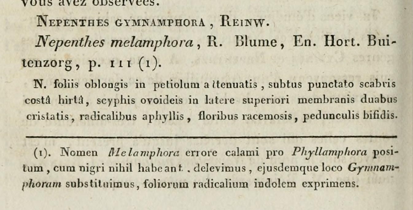 Nepenthes gymnamphora description