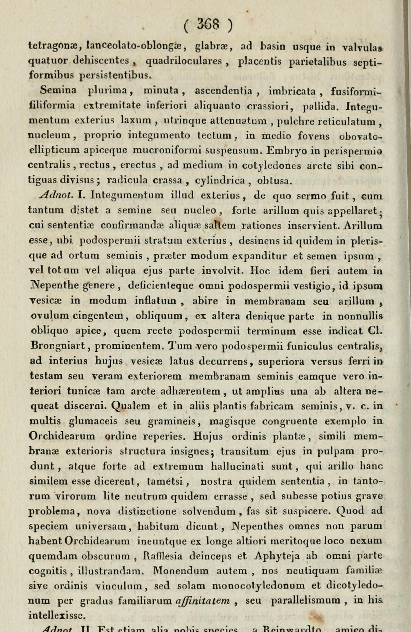 Nepenthes gymnamphora description