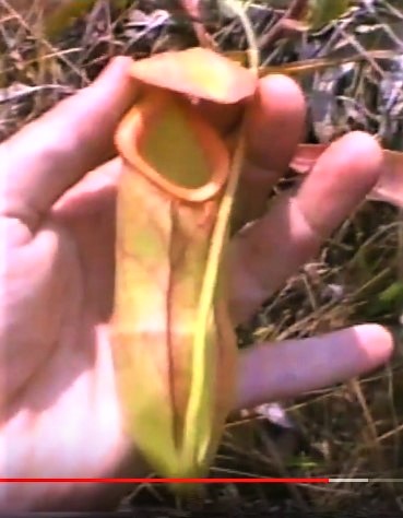 Nepenthes mirabilis in Krabi
