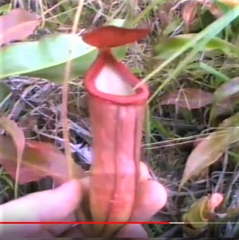 Nepenthes mirabilis in Krabi