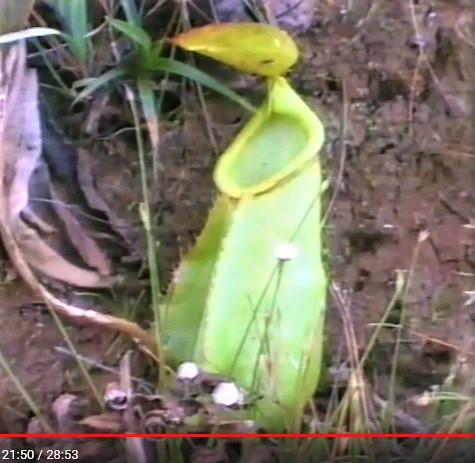 Nepenthes mirabilis in Krabi