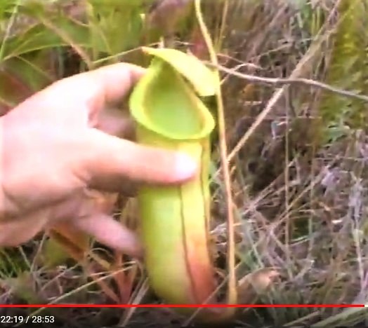 Nepenthes mirabilis in Krabi