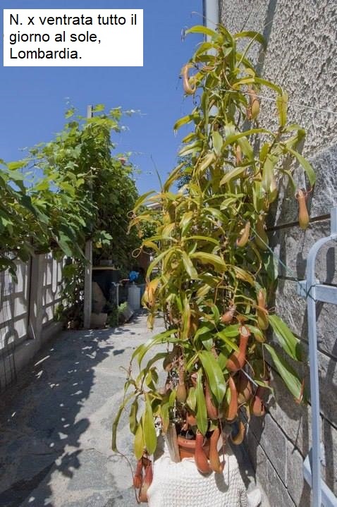 Nepenthes x ventrata al sole