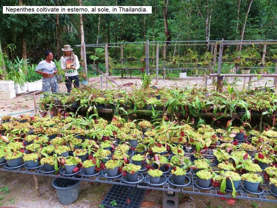 Nepenthes coltivate all'aperto in Thailandia
