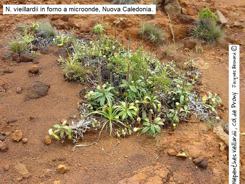 Nepenthes vieillardii in Nuova Caledonia