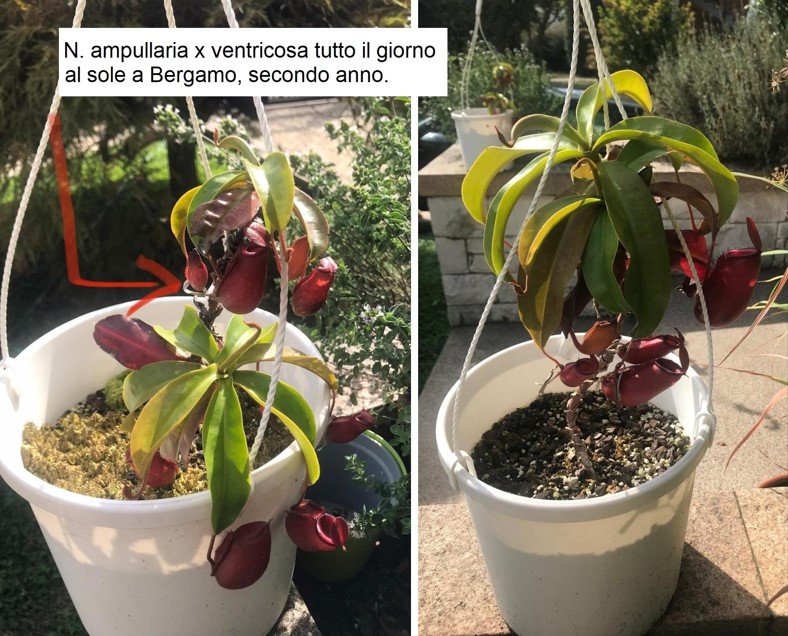 Nepenthes ampullaria x ventricosa