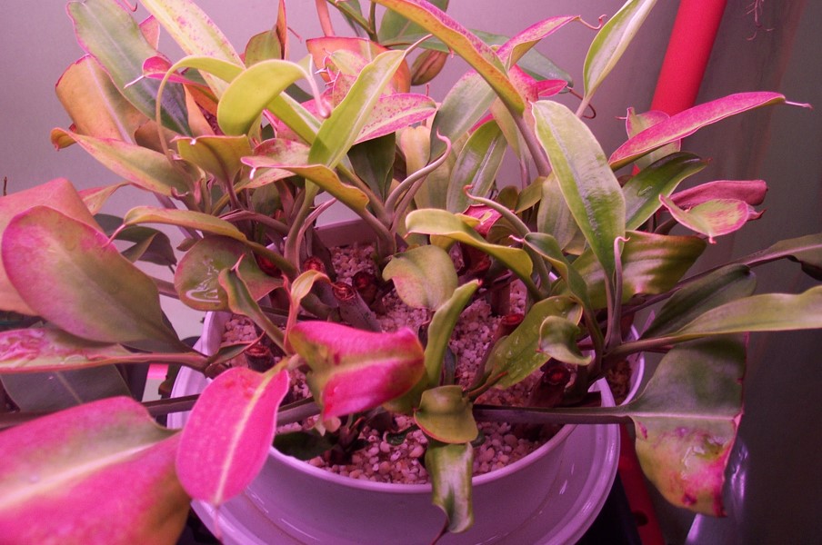 talee di Nepenthes rafflesiana in sabbia e perlite