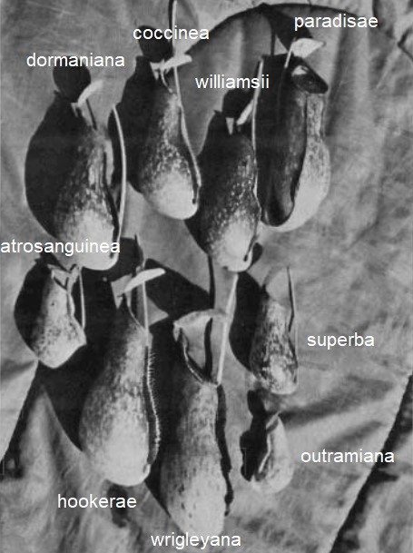 Taplin's Nepenthes hybrids