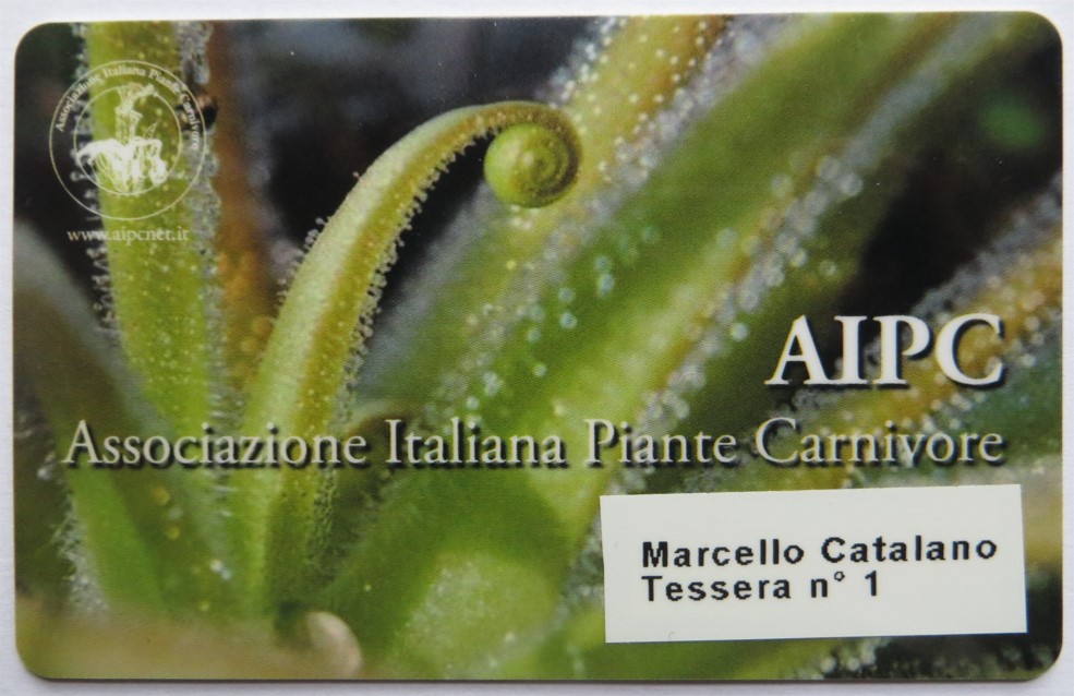 tessera AIPC