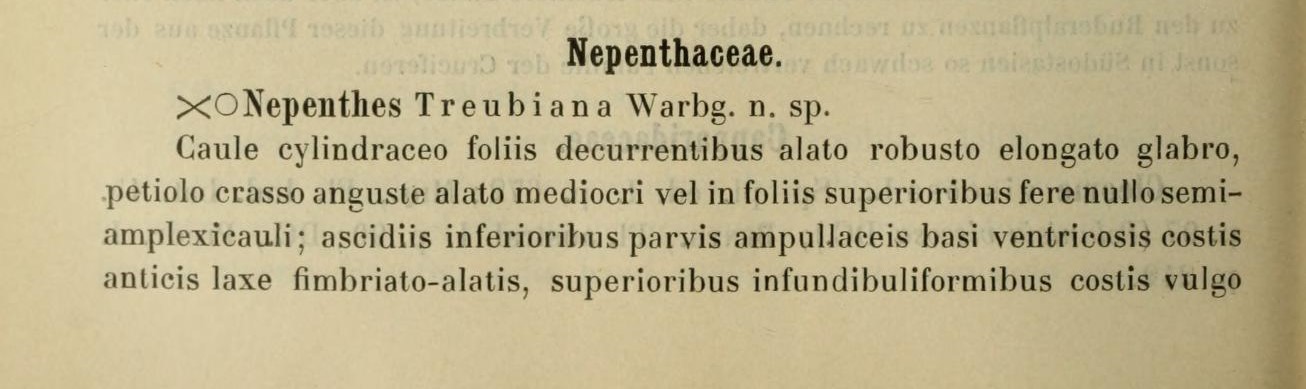 Nepenthes treubiana description