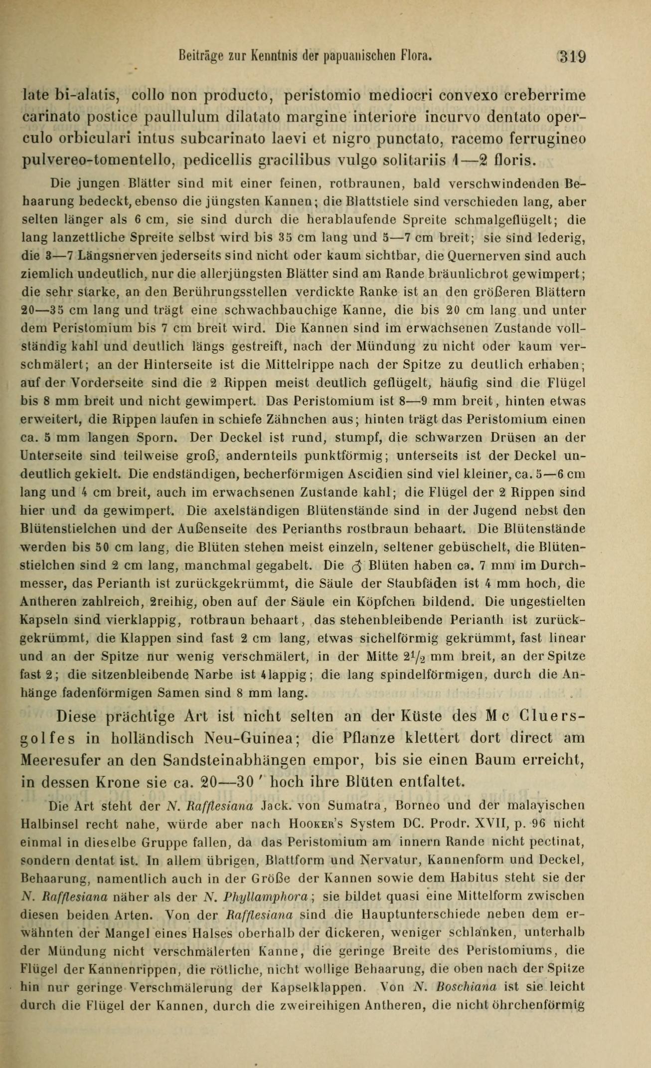 Nepenthes treubiana description
