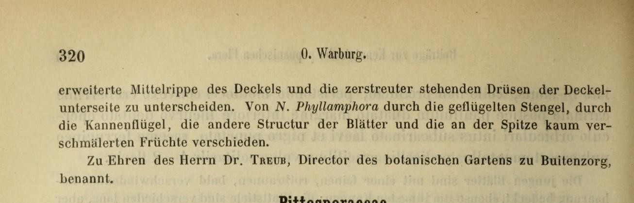 Nepenthes treubiana description